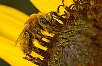 Long-horned bee (Melissodes sp) female, collecting pollen on a sunflower in a community garden, Bozeman, Montana