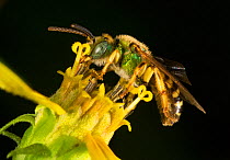 Metallic green bee (Agapostemon sp), collecting nectar from a small-headed sunflower (Helianthus microcephalus), Pickens, South Carolina, USA, August.