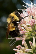 Rusty-patched bumble bee (Bombus affinis) male resting on Joe Pye Weed, Madison, Wisconsin, USA, Critically endangered