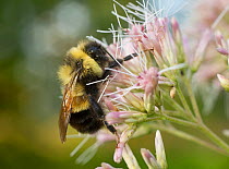 Rusty-patched bumble bee (Bombus affinis) male resting on Joe Pye Weed, Madison, Wisconsin, USA, Critically endangered.