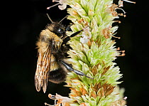Dew-covered Rusty-patched bumble bee (Bombus affinis) male resting on flower, Madison, Wisconsin, USA, Critically endangered.