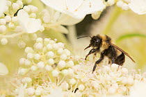 Rusty-patched bumble bee (Bombus affinis) worker, Madison, Wisconsin, USA, August. Critically endangered spceis.