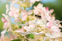 Rusty-patched bumblebee (Bombus affinis) worker flies between hydrangea flowers, Madison, Wisconsin, USA. Endangered species.