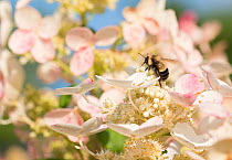 Rusty-patched bumblebee (Bombus affinis) worker flies between hydrangea flowers, Madison, Wisconsin, USA. Endangered species.