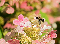 Rusty-patched bumblebee (Bombus affinis) male resting on hydrangea, Madison, Wisconsin, USA, August.