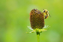 Central bumblebee (Bombus centralis), male, Fairy Lake, Bozeman, Montana, USA, August.