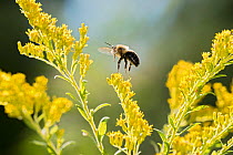 Common eastern bumblebee (Bombus impatiens) Madison, Wisconsin, USA, September.