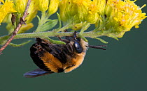 Thistle longhorned bee (Melissodes desponsa) preparing  to sleep overnight on a flowering goldenrod. Wisconsin, USA, September.