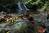 Limosa Harlequin Frog (Atelopus limosas) Cocobolo Nature Reserve, Panama. Critically endangered species.