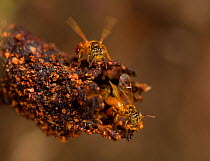 Stingless bees (Trigona sp) cooling nest entrance, Cocobolo Nature Reserve, Panama.