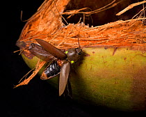 Bioluminescent click beetle (Pyrophorus sp), Cocobolo Nature Reserve, Panama