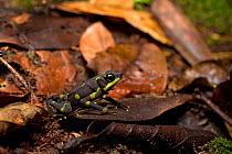 Limosa harlequin frog (Atelopus limosus) adult, in habitat, Cocobolo Nature Reserve, Panama.