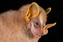 Northern little yellow-eared bat (Vampyressa thyone), Cocobolo Rainforest Reserve, Panama
