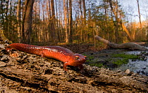 Red salamander (Pseudotriton ruber) sits on a submerged tree trunk in a bog at sunset, South Carolina, USA, April.