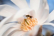 Mining bee (Andrena sp) resting within a saucer magnolia bloom, Madison, Wisconsin, USA, April.