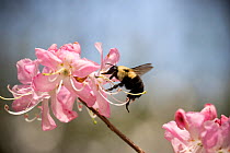 Common eastern bumblebee (Bombus impatiens) queen, gathering nectar from an Azalea, Highlands, North Carolina, USA, May.