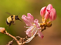 Sanderson's bumblebee (Bombus sandersoni) visiting Azalea, Highlands, North Carolina, USA, May.