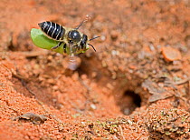 Leafcutter bee (Megachile) female returning to her nest with a small circular piece of leaf. Pickens, South Carolina, USA.