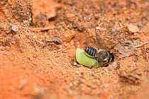 Leafcutter bee (Megachile) female returning to her nest with a small circular piece of leaf. Pickens, South Carolina, USA.