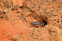 Leaf-cutting cuckoo bees (Coelioxys sp) entering the nest of her host, Pickens, South Carolina, USA, May.