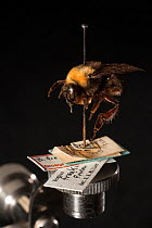 Franklin's bumblebee (Bombus franklini), photographed at the Smithsonian Museum of Natural History, Washington DC. This is the first known species of North American bumble bee that is suspected to hav...
