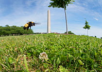 Black and gold bumblebee (Bombus auricomus) flies in front of the Washington Monument on the National Mall, Washington DC, USA.