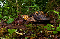 Eastern box turtle (Terrapene carolina carolina), Pickens, South Carolina, USA, May.