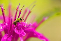 Metallic green bee (Augochlorella sp) collecting  pollen and nectar from a Bee balm flower (Monarda didyma) South Carolina, USA,