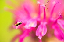 Sweat bee (Lasioglossum sp) collecting nectar and pollen from a Bee balm flower (Monarda didyma)  South Carolina, USA, June.