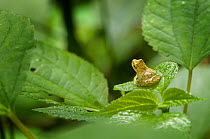 Spring peeper frog (Hyla crucifer) South Carolina, USA, July.