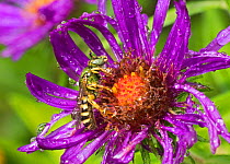 Metallic green bee (Agapostemon sp) male. South Carolina, USA, July.