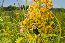 Common eastern bumblebee (Bombus impatiens), Piedmont Prairie habitat, Clemson, South Carolina, USA, July.