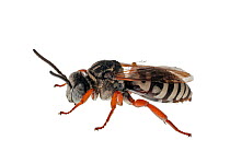 Cuckoo bee (Triepeolus sp) Madison, Wisconsin, USA.September. Meetyourneighbours.net project