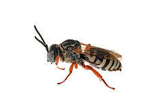 Cuckoo bee (Triepeolus sp) Madison, Wisconsin, USA. September. Meetyourneighbours.net project