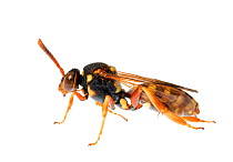 Cuckoo bee (Nomada sp), Madison, Wisconsin, USA, September. Meetyourneighbours.net project