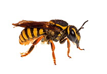 Resin bee (Paranthidium jugatorium) Cleveland, South Carolina, USA, September. Meetyourneighbours.net project