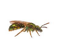 Metallic green bee (Augochlorella sp),   Great Smoky Mountains National Park, North Carolina, USA, May. Meetyourneighbours.net project