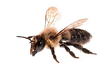 Leafcutter bee (Megachile gemula), Pickens, South Carolina, USA Meetyourneighbours.net project