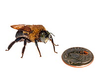 Eastern carpenter bee (Xylocopa virginica)  with high density of mites, next to a Cuckoo bee (Holcopasites calliopsidis), which is dwarfed by a US dime. Composite. Meetyourneighbours.net project