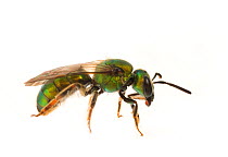 Sweat bee (Augochlora pura), female, South Carolina, USA, July. Meetyourneighbours.net project