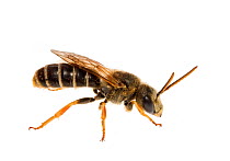 Sweat bee (Halictus poeyi), South Carolina, USA, August. Meetyourneighbours.net project