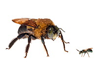 Carpenter bee (Xylocopa virginica) next to a Small carpenter bee (Ceratina), South Carolina, USA. Composited image. Meetyourneighbours.net project