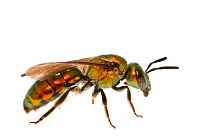 Sweat bee (Augochlora pura), Southern Blue Ridge Escarpment, South Carolina, USA . September. Meetyourneighbours.net project