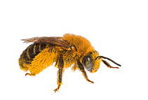 Longhorn bee (Melissodes sp) female Madison, Wisconsin, USA. Meetyourneighbours.net project