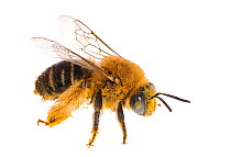 Longhorn bee (Melissodes sp) female, Madison, Wisconsin, USA.  Meetyourneighbours.net project