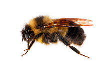 Rusty patched bumblebee (Bombus affinis), female, worker, Madison, Wisconsin, USA. Meetyourneighbours.net project
