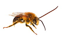 Longhorn bee (Melissodes sp) male, Madison, Wisconsin, USA Meetyourneighbours.net project