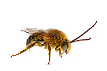 Longhorn bee (Melissodes sp) male, Madison, Wisconsin, USA Meetyourneighbours.net project