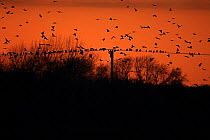 Rook (Corvus frugilegus) flock in flight, Norfolk, England, UK, December.