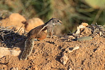 Barbary ground squirrel (Atlantoxerus getulus) Morocco.